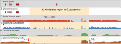 Figure 2. A 37.2-kb deleted fragment containing six protein-coding genes from O. glaberrima chromosome 3