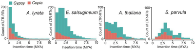 Figure 1. Distribution of insertion times of Copia and Gypsy retro-elements in the four species 