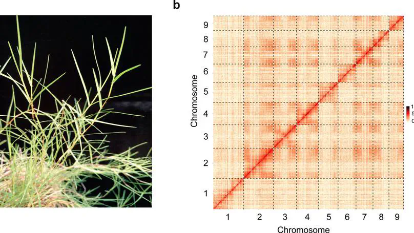 African bermudagrass