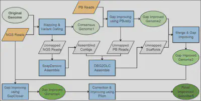 Figure 1. The pipeline for a mixed assembly of the African rice genomes.